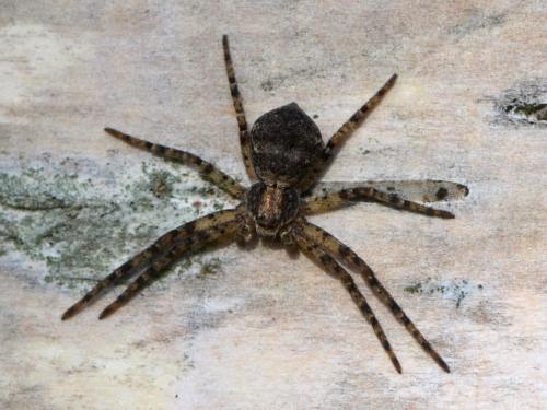 Réf. 355 078 : Philodromus buxi
